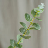 Eukalyptus Blade - Støvet Grøn