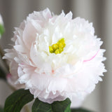 Pæon Blomst