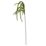 Amaranthus Blomst