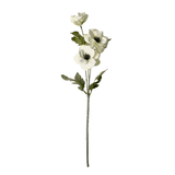 Anemone Blomst