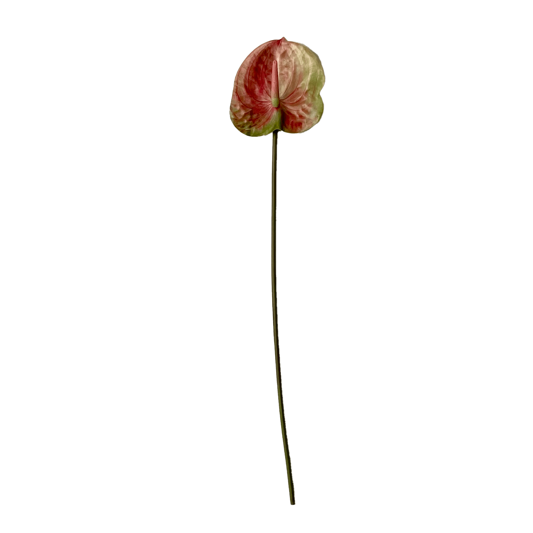 Anthurium Blomst