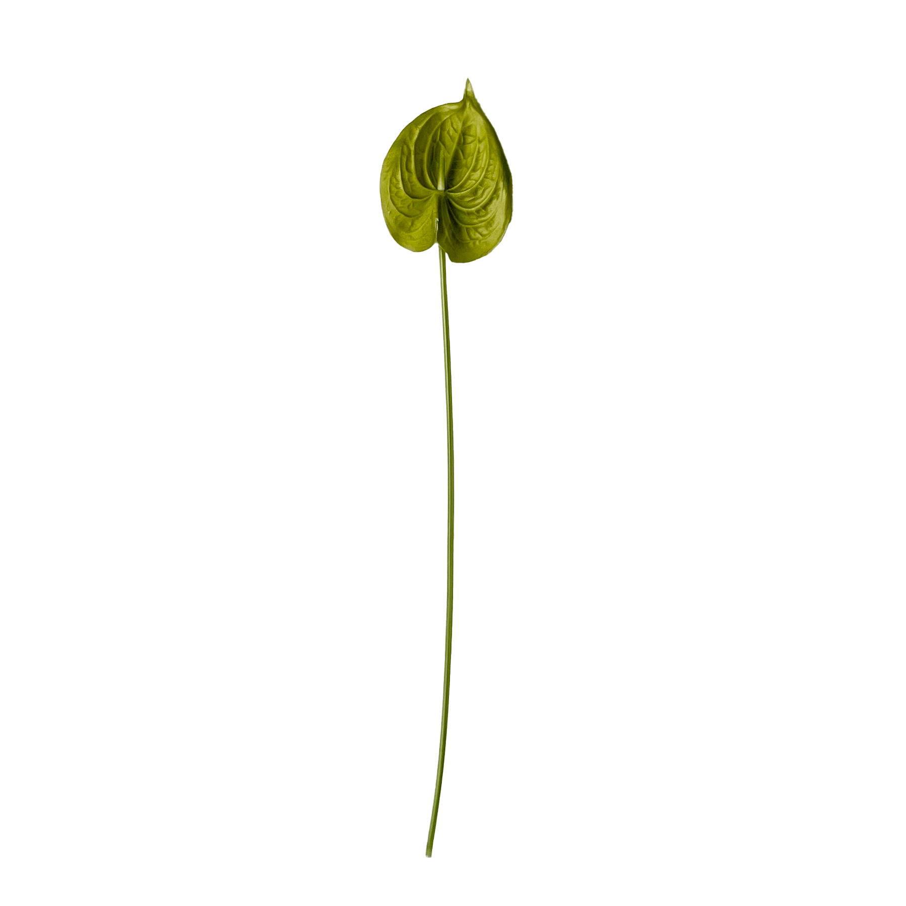 Anthurium Blomst