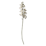Orkidé Blomst