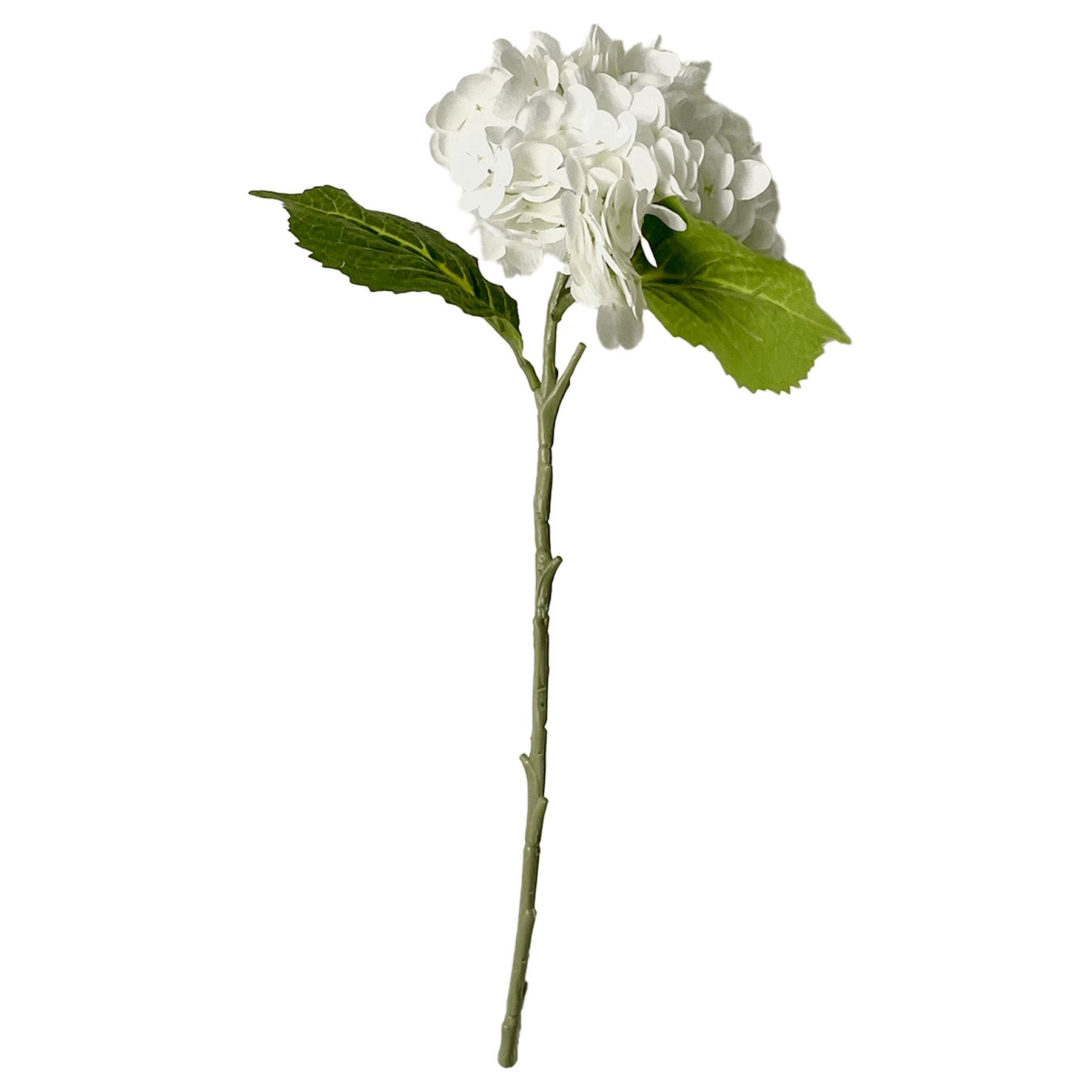 Hortensia Blomst