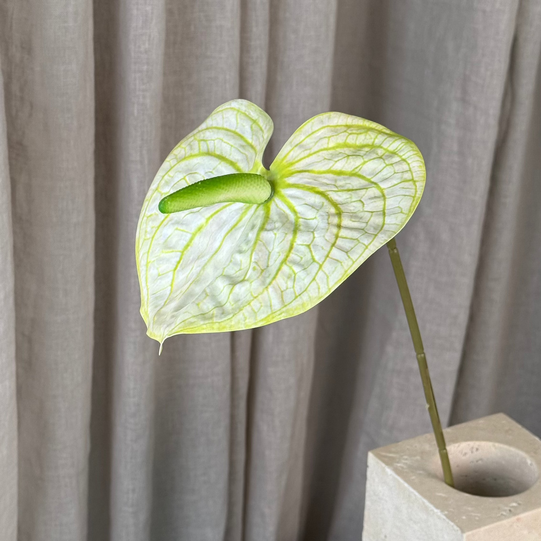 Anthurium