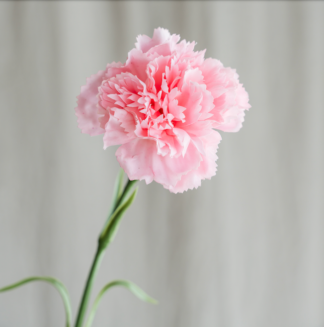 Lyserøde Blomster