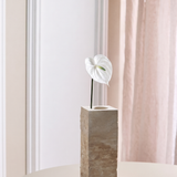 Anthurium - Hvid
