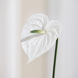 Anthurium - Hvid