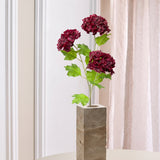 3-hovedet Hortensia "Snowball"