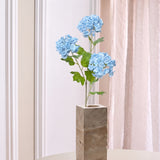 3-hovedet Hortensia "Snowball" - Lyseblå