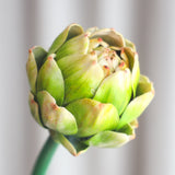Artiskok Blomst