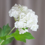 3 Hovedet Hortensia "Snowball" - Hvid