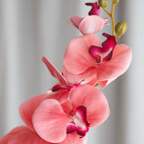 Sommerfugleorkidé - Rosa