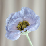 Valmue "Opium" - Lyseblå