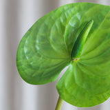 Anthurium - Grøn