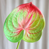 Anthurium - Grøn/Pink