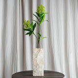 Skimmia Bærgren - Grøn