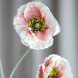Valmue "Opium" - Støvet Rosa