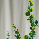 Eucalyptus "Money" Branch