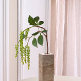 Amaranthus Bærgren – Grøn