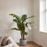 Bananpalme i potte 75*70*150cm