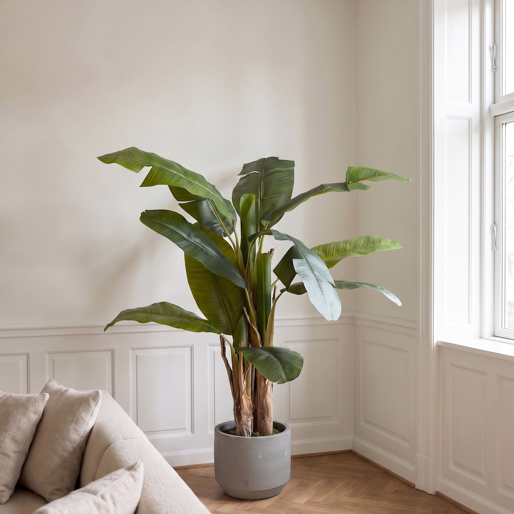 Bananpalme i potte 75*70*150cm