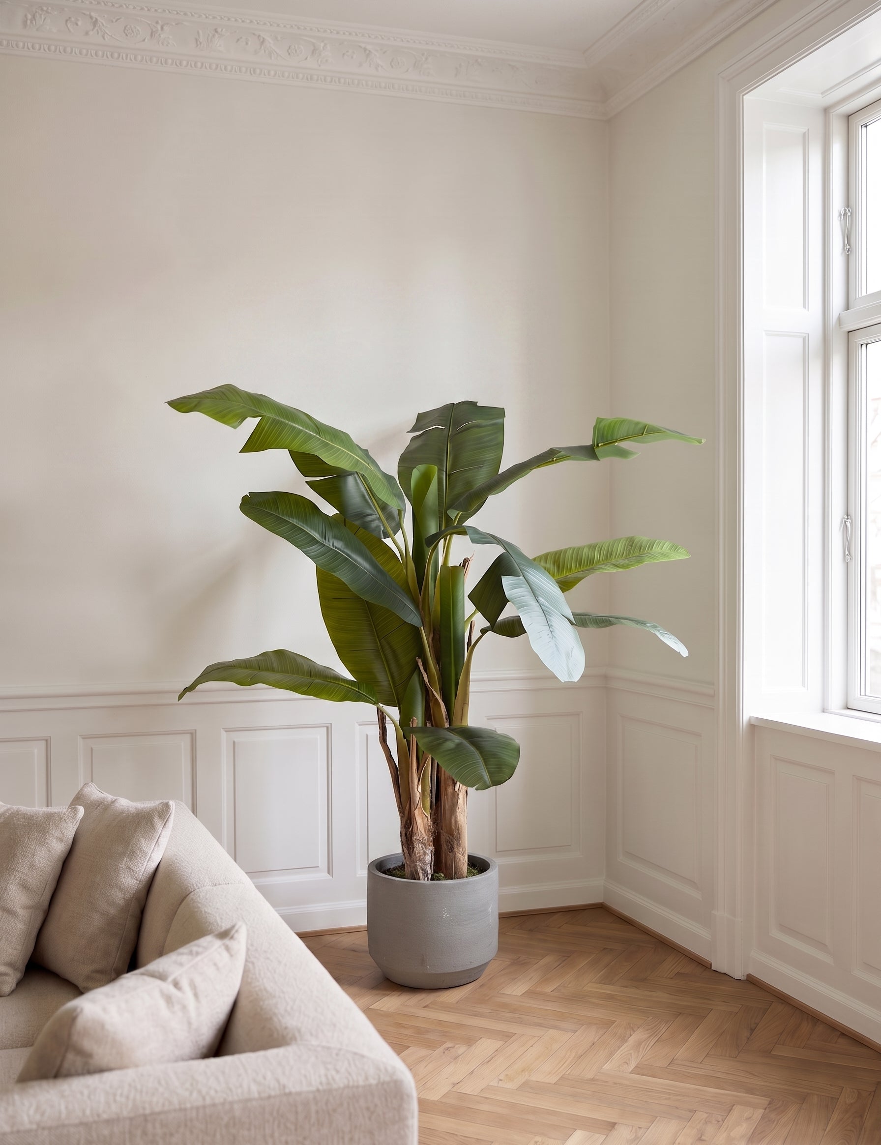 Bananpalme i potte 75*70*150cm