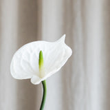 Anthurium - Hvid