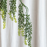 Amaranthus Succulent - Grøn