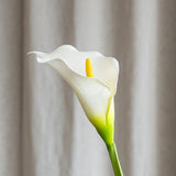 Calla Lilje Blomst