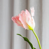 Papegøje Tulipan - Pink