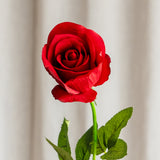 Langstilket Rose