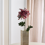 Stor Krysantemum - Bordeaux