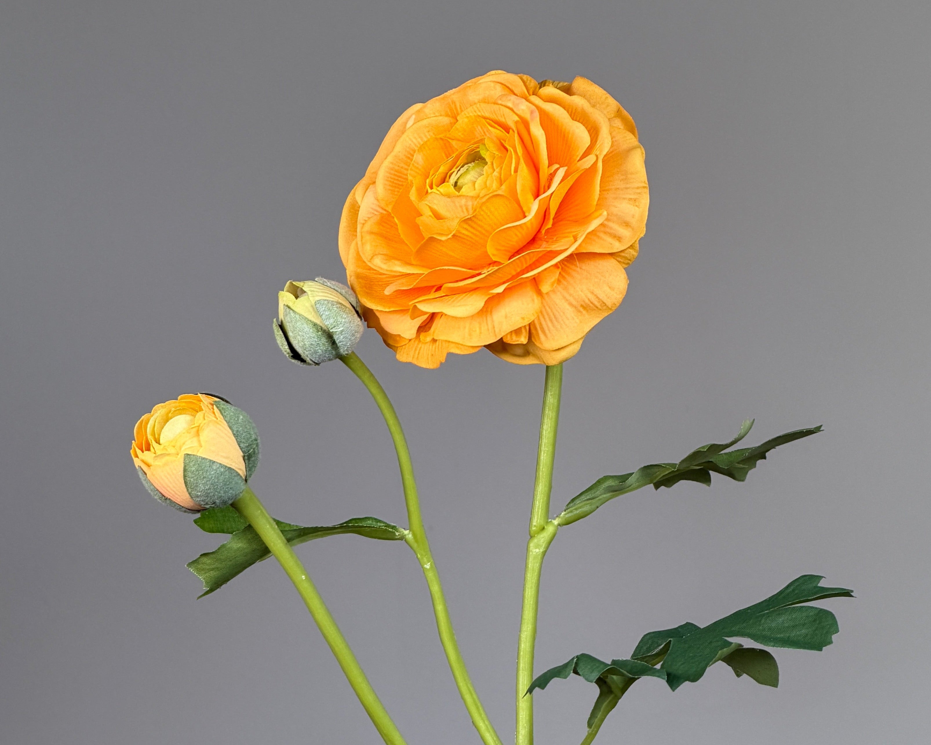 Luksus Ranunkel "Real Touch" – Orange