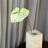 Flamingo Anthurium - Hvid/Grøn
