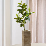 Grønne "Tea Olive" Blade 