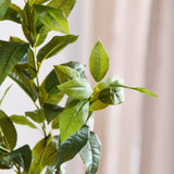 Grønne "Tea Olive" Blade 