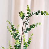 Eucalyptus "Money" Branch