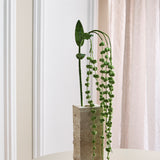 Amaranthus "Lover's Tear" Blomst