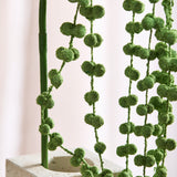 Amaranthus "Lover's Tear" Blomst