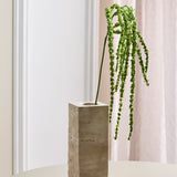 Amaranthus Kaskade Blomst