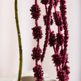 Amaranthus rævehale, 6 grene - Bordeaux