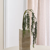 Amaranthus Succulent - Grøn