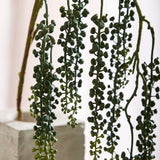 Amaranthus Succulent - Grøn