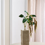 Løv Amaranthus med 2 grene - Kaffe