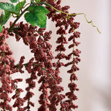 Amaranthus Caudatus Blomst - Bordeaux