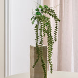 Amaranthus Caudatus Blomst - Grøn