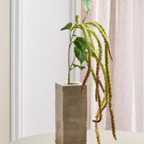 Amaranthus Foliage Blomst, Grøn