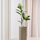 Skimmia Bærgren - Hvid