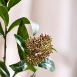 Skimmia Bærgren - Grøn/Bordeaux